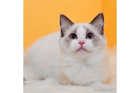 成約済の東京都のラグドール-70728の3枚目